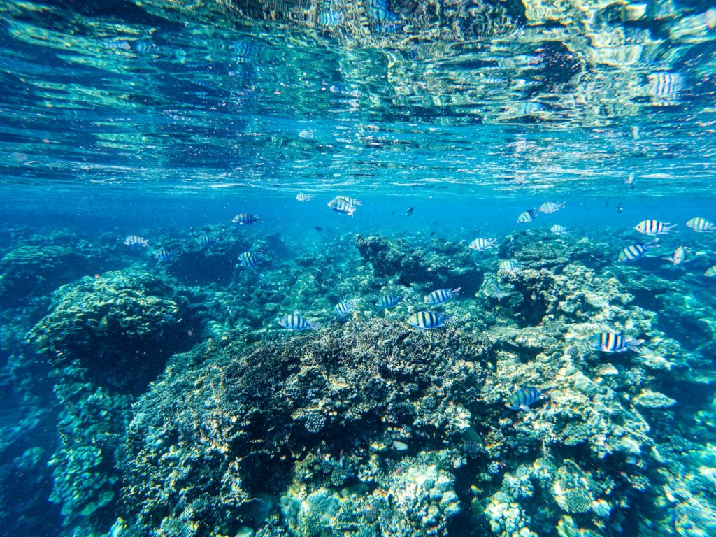 Is Chartering a Boat in Komodo Worth It?