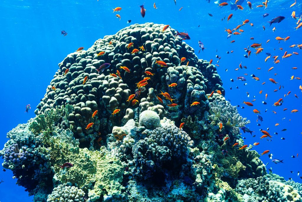 A Komodo Charter for Dive Clubs & Groups