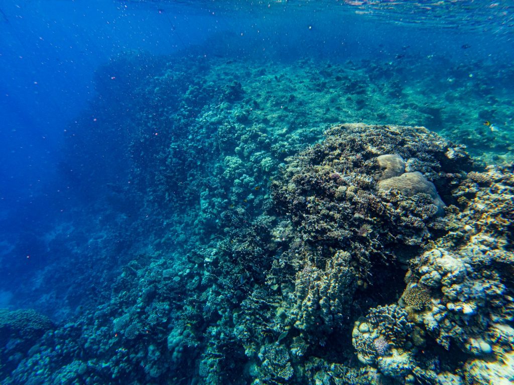 The Best Komodo Dive Sites on a Charter