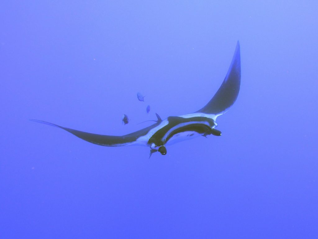 Komodo Charter Season: Best Months